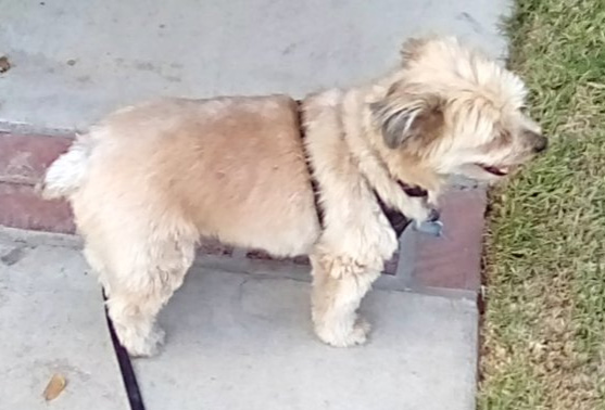 zoe profile in front yard